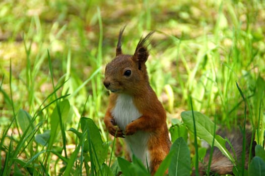 Squirrel looks from a grass