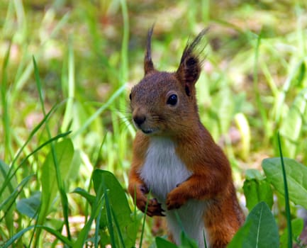 Squirrel looks from a grass