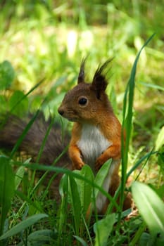 Squirrel and a green grass