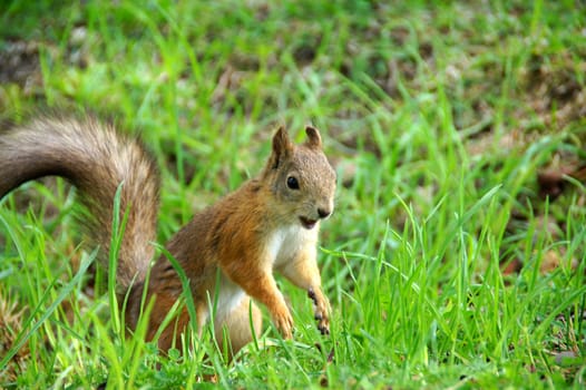 Squirrel runs on a grass