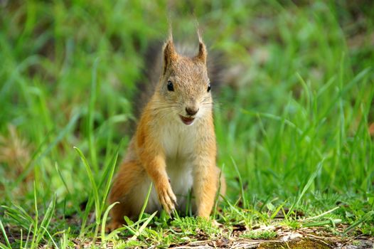 Squirrel holds a nut in a mouth