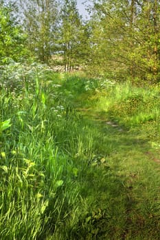 Countrylandscape with grass path and blooming flowers in spring