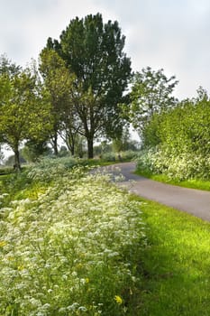 Country path with blooming Cow parsley in spring