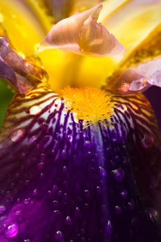 Purple German Iris or Iris germanica macro with raindrops 