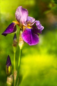 Purple German Iris or Iris germanica in garden in spring after rain