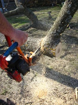 The man sawing the firewoods by petrol saw