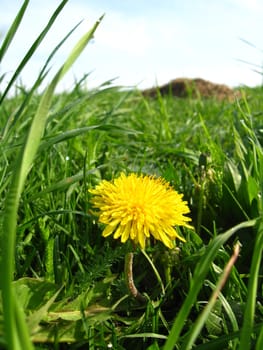 Unique dandelion on a background of a green grass