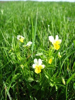 Beautiful flowers of wild pansies in the grass