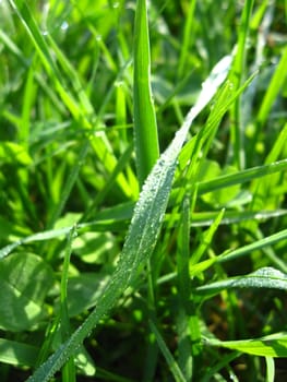 The image of dewdrop on the green blade