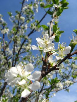 Blossoming tree of plum on a background of the blue sky