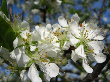 Blossoming tree of plum on a background of the blue sky