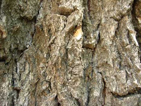 Background from a bark of a tree