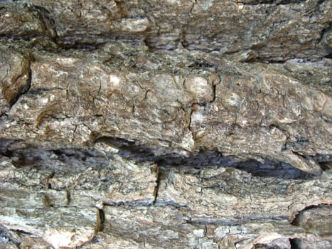 Background from a bark of a tree