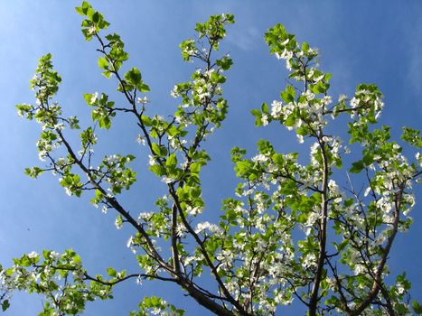 Blossoming tree of plum on a background of the blue sky