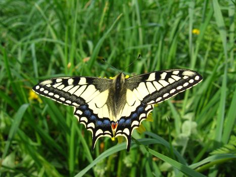 The beautiful butterfly of Papilio machaon sitting on the dandelion