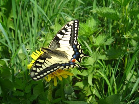 The beautiful butterfly of Papilio machaon sitting on the dandelion