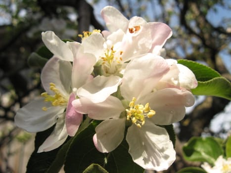 Beautiful and white flower of an apple-tree