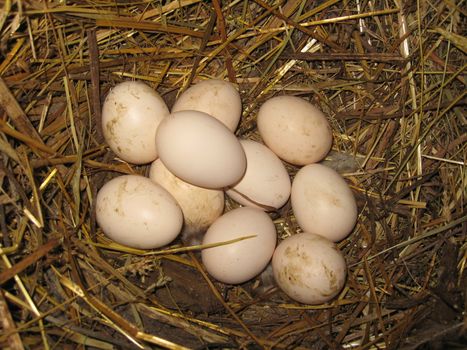 Nest of the hen with eggs on the hay