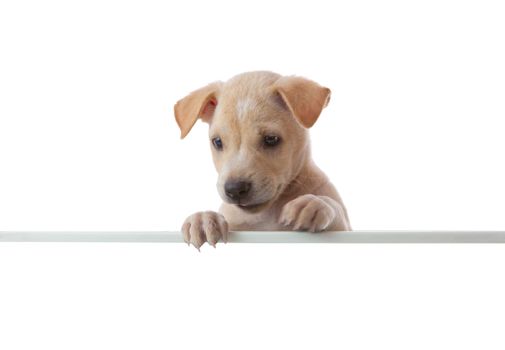 dog with empty board on white background