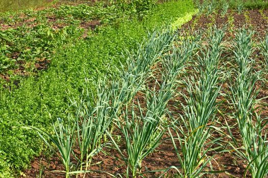 Fragment of garden beds with a young fresh herbs and vegetables in springtime