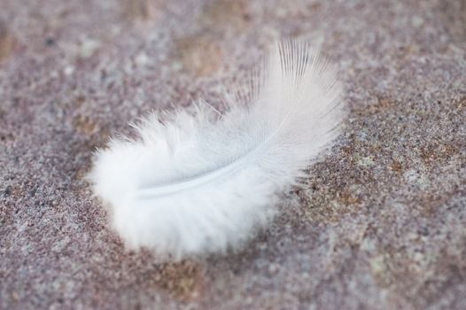 close up of a feather