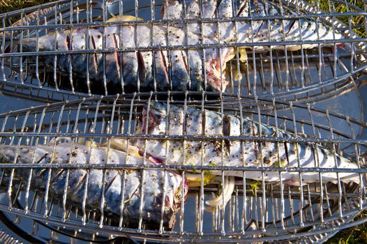 Grilled fishes