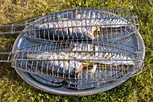Grilled fishes