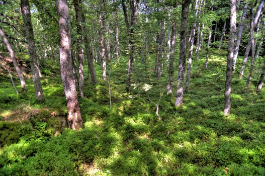 Forest