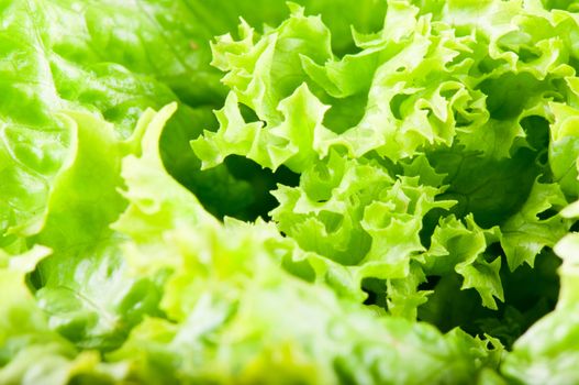 Fresh green lettuce salad leaves close up