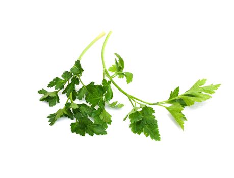 Fresh parsley isolated on white 