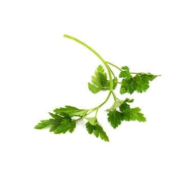 Fresh parsley isolated on white 