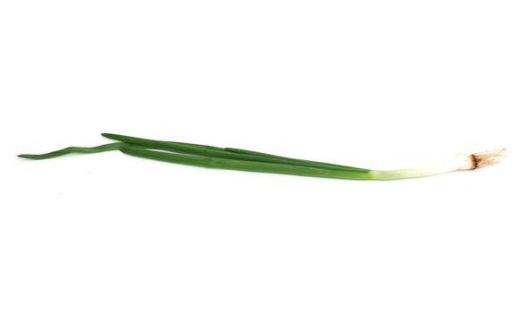 Spring onion isolated on white background.Green onion 