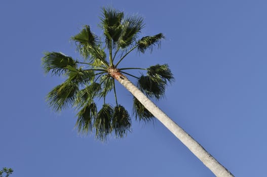 Tall fan palm tree with blue sky.