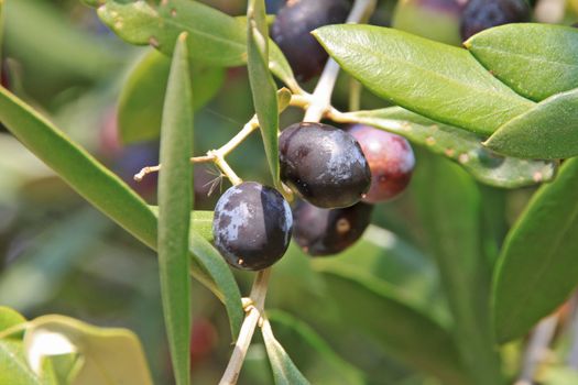 Ripe berries of the olive by autumn