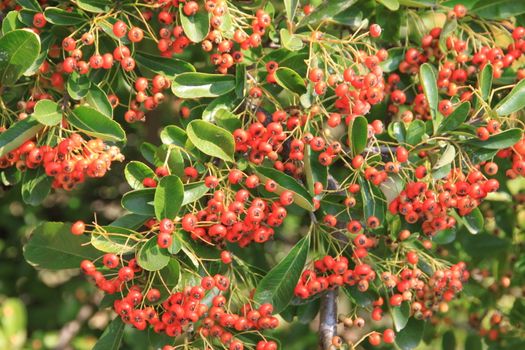 Clusters red berries on bush with green foliage.