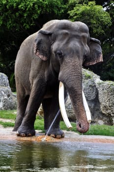 Elephant drinking water in the elephant exhibit at Zoo Miami.