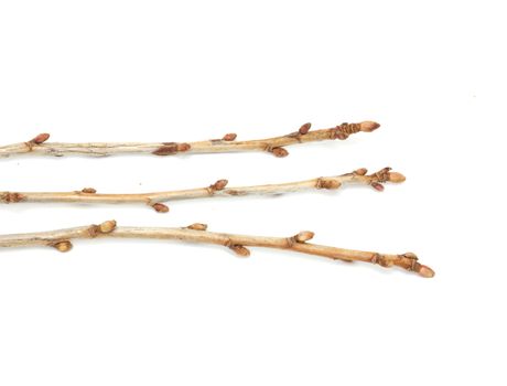 branches currant buds on a white background