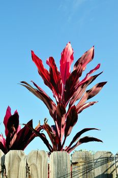 Ti Plant, Cordyline fruticosa, with purple leaves,  behind a wooden fence.