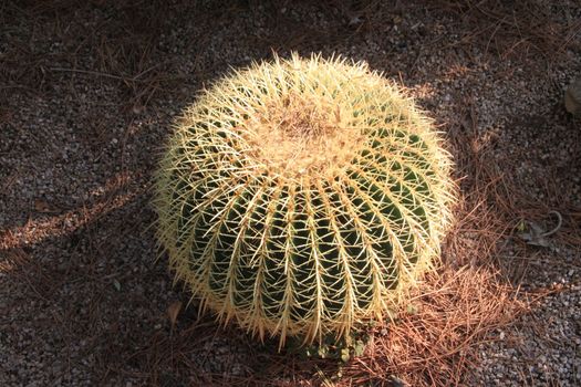 The Golden ball cactus( Echinocactus grusonii)