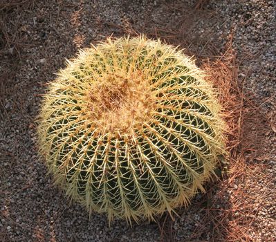 The Golden ball cactus( Echinocactus grusonii)