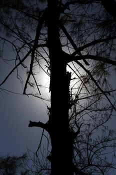 Silhouette of a pine tree in a park.