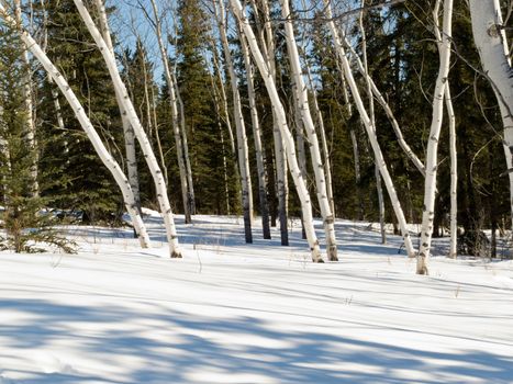 Scattered stand of aspen trees in boreal forest taiga on suny late winter day with shadows on snow surface