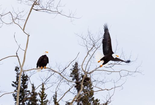Two adult American Bald Eagles  Haliaeetus leucocephalus  one eagle still perched in aspen tree-top while the other bird starts flying