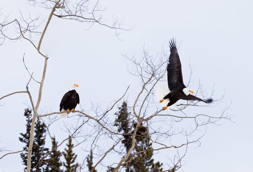 Two adult American Bald Eagles Haliaeetus leucocephalus one eagle still perched in aspen tree-top while the other bird starts flying