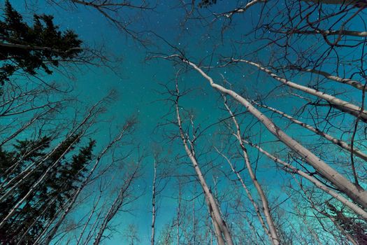 Green swirls of Northern Lights or Aurora borealis or polar lights in moon-lit night sky over spruce and aspen trees of taiga boreal forest