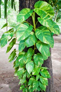 leaf on tree