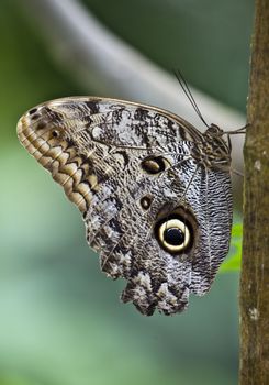 Yellow-Edged Giant-Owl butterfly resting