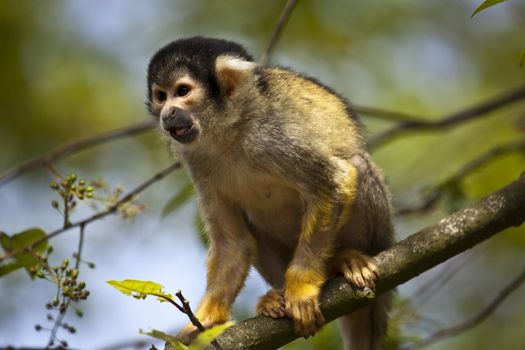 Squirrel monkey in a tree