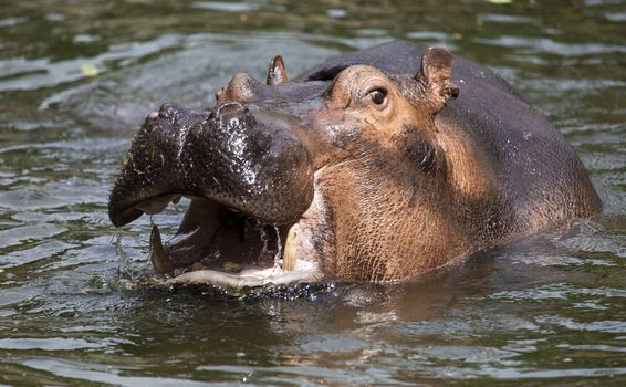 hippopotamus