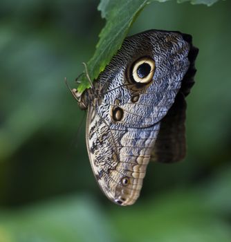 Yellow-Edged Giant-Owl butterfly resting